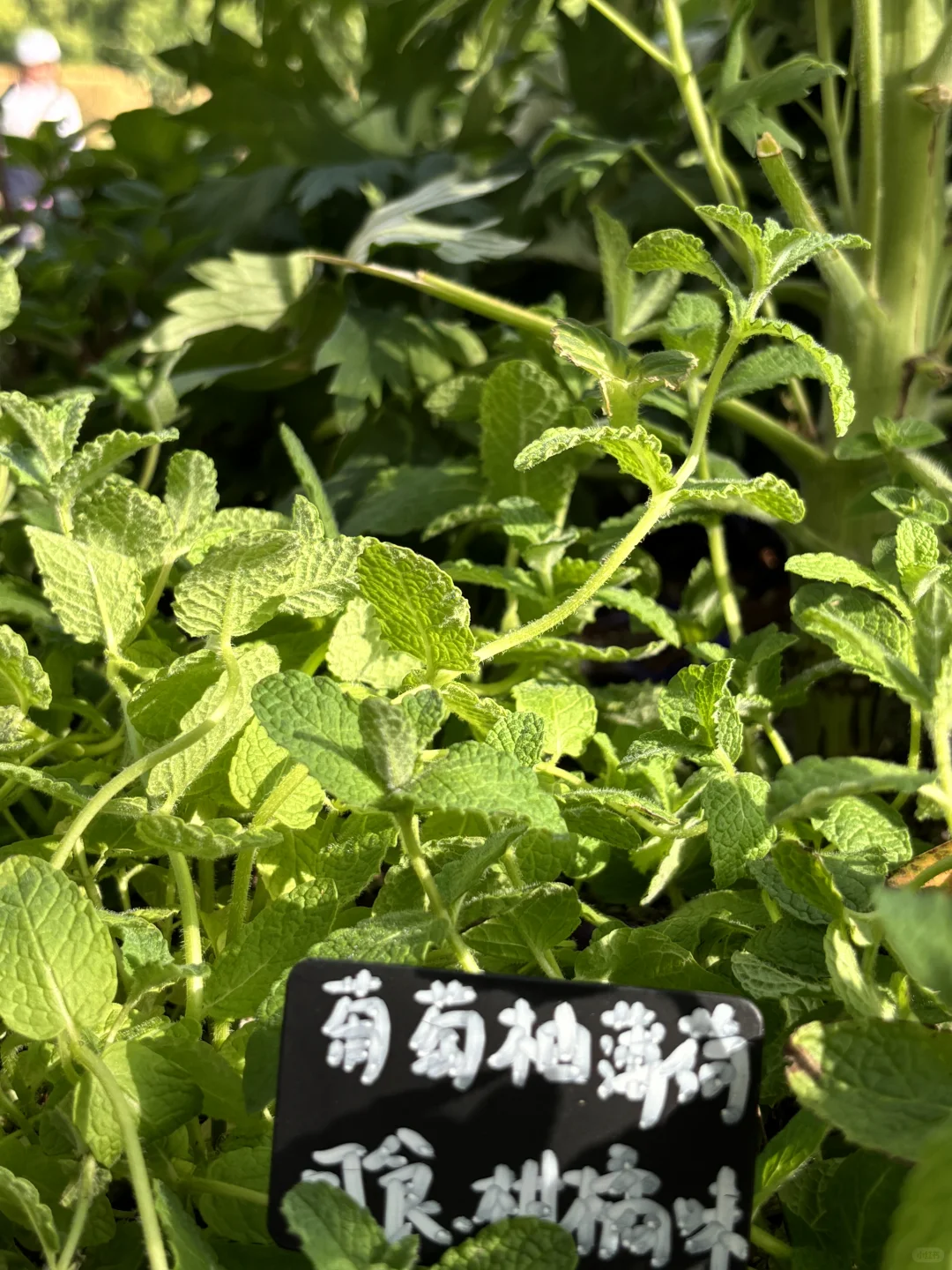 超喜欢上海交大设计学院的“脑迷宫”花园