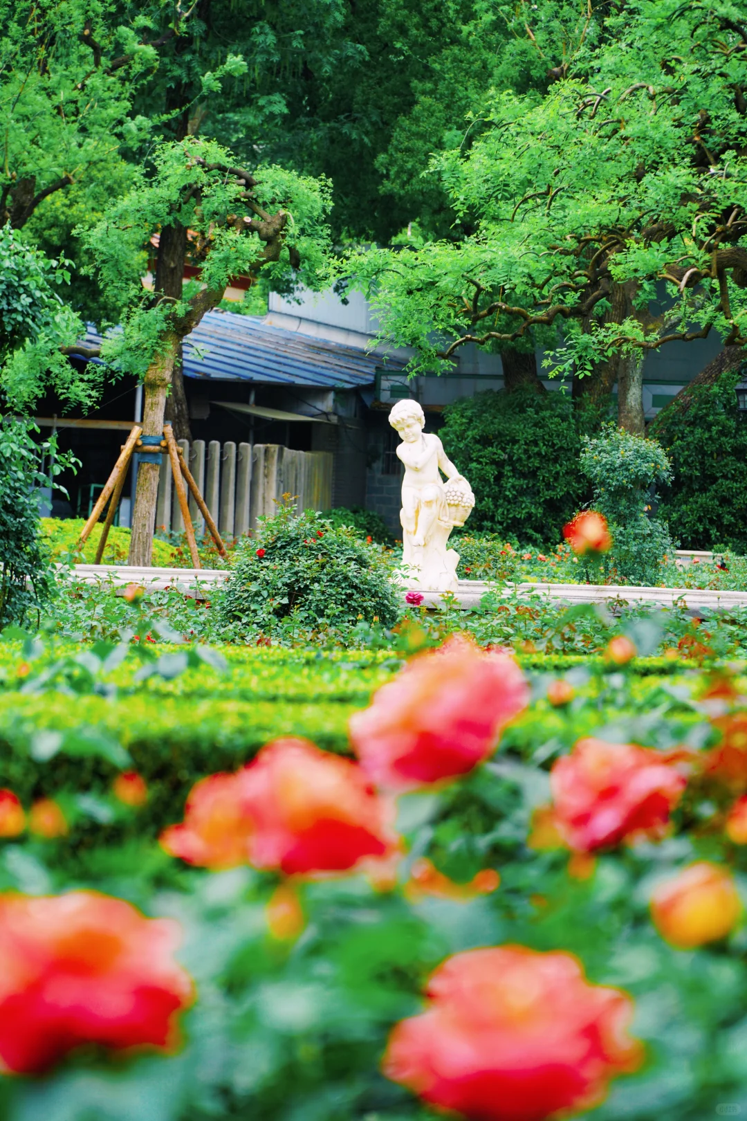 4.17花情实况播报?复兴公园花展全攻略！