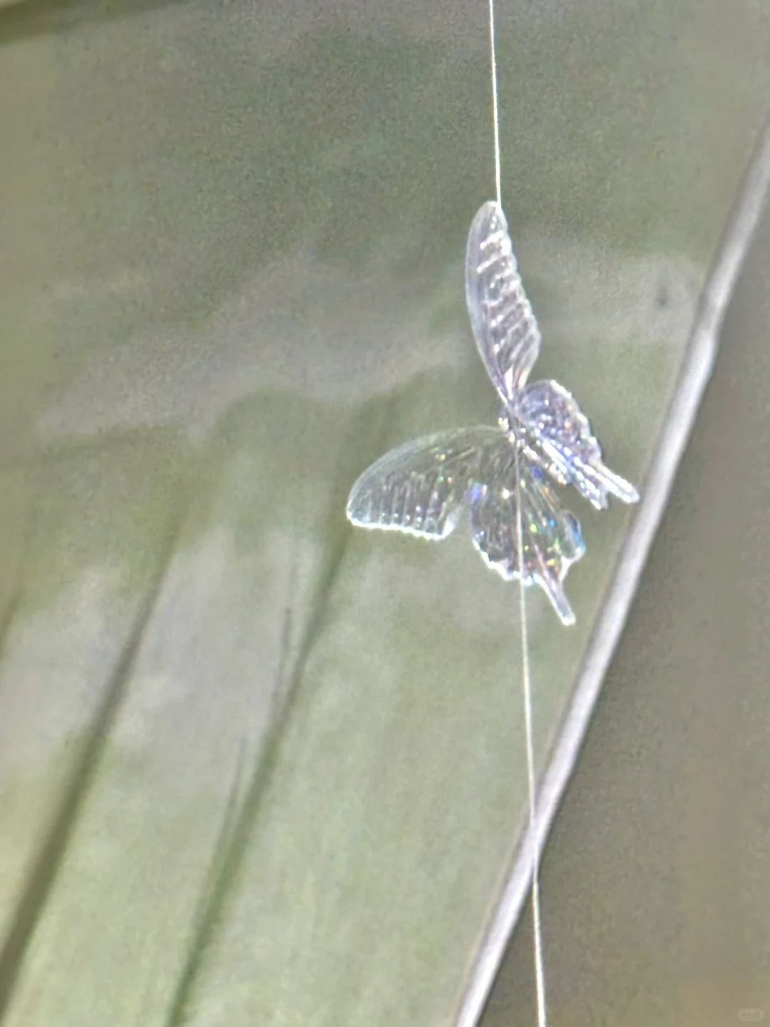 深圳新展｜?华南首家超500 m²大型蝴蝶展