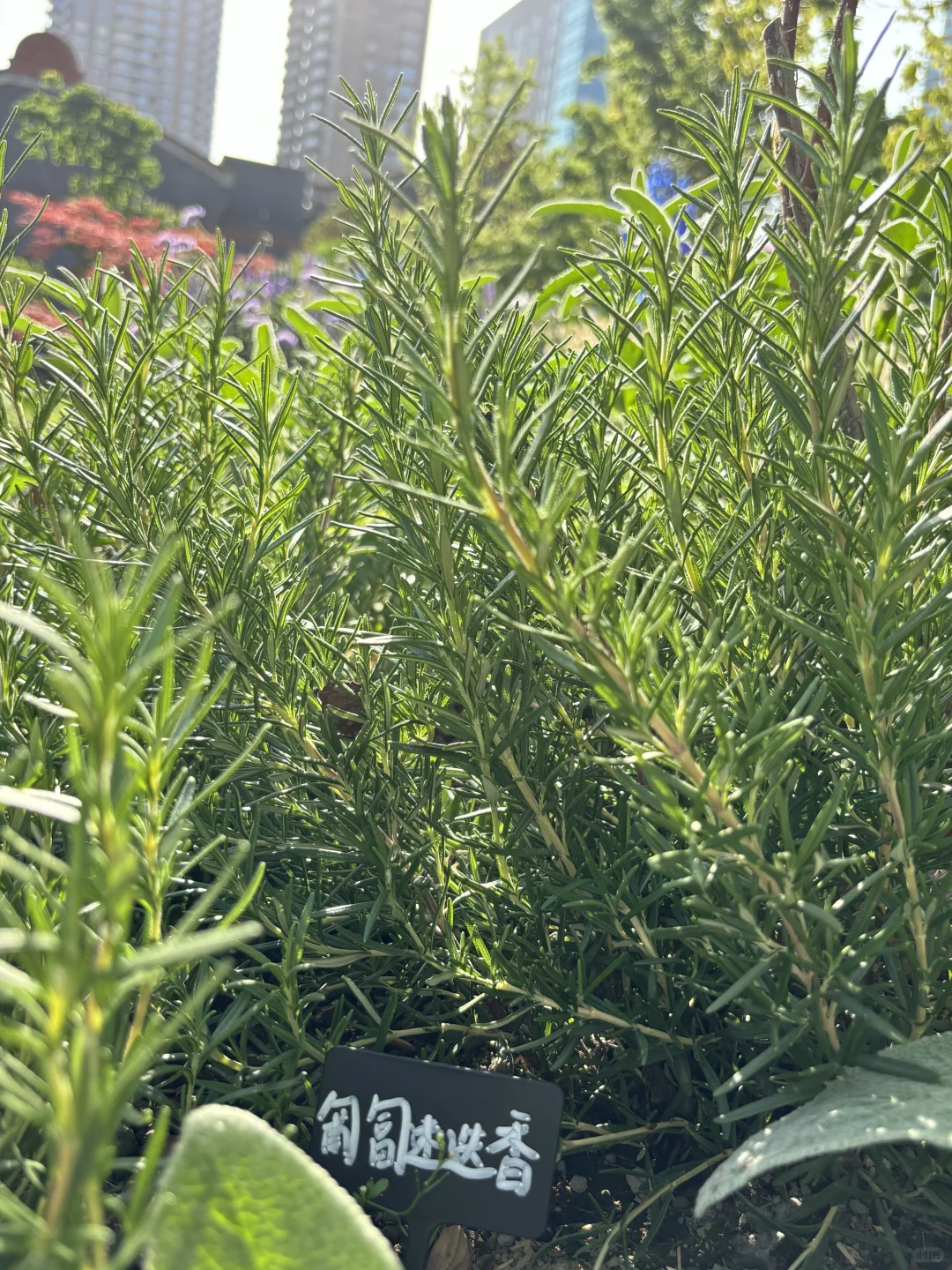 超喜欢上海交大设计学院的“脑迷宫”花园