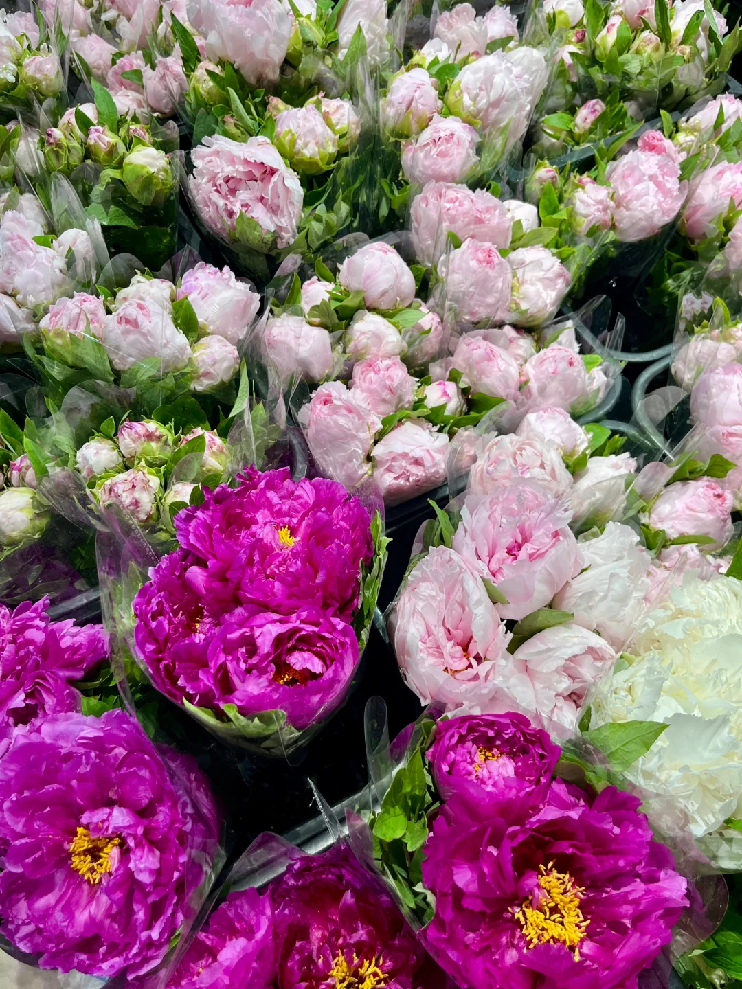 重庆买鲜花｜会展花市怎么逛？