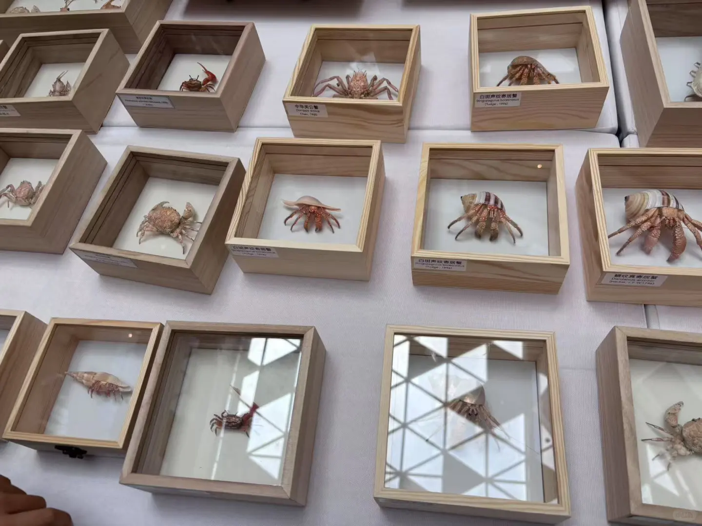 五一广州|名媛必打卡的国际贝壳展?