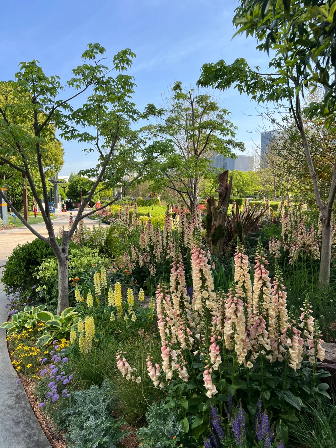 春日欢迎会｜周末有3w人去的上海赏花路线?