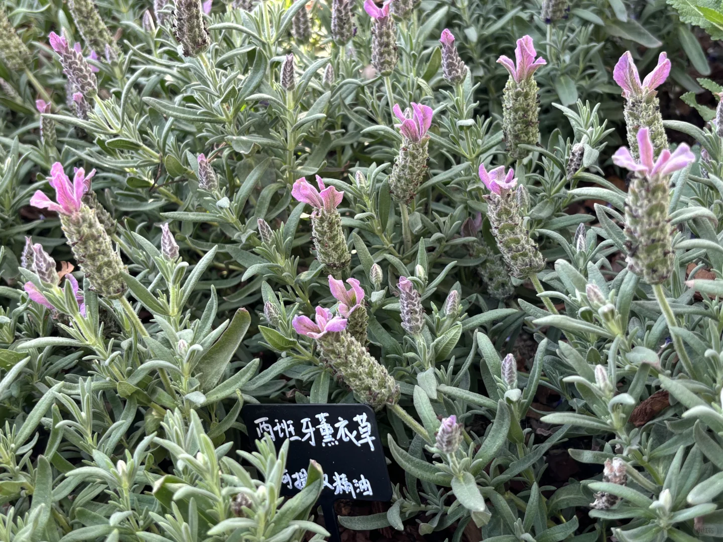 超喜欢上海交大设计学院的“脑迷宫”花园