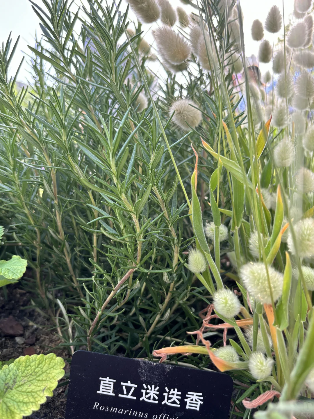 超喜欢上海交大设计学院的“脑迷宫”花园