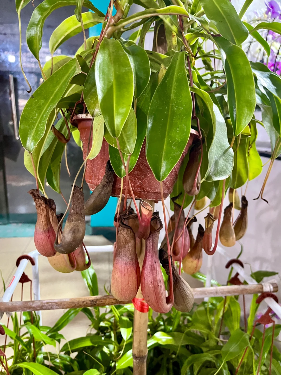 重庆买鲜花｜会展花市怎么逛？