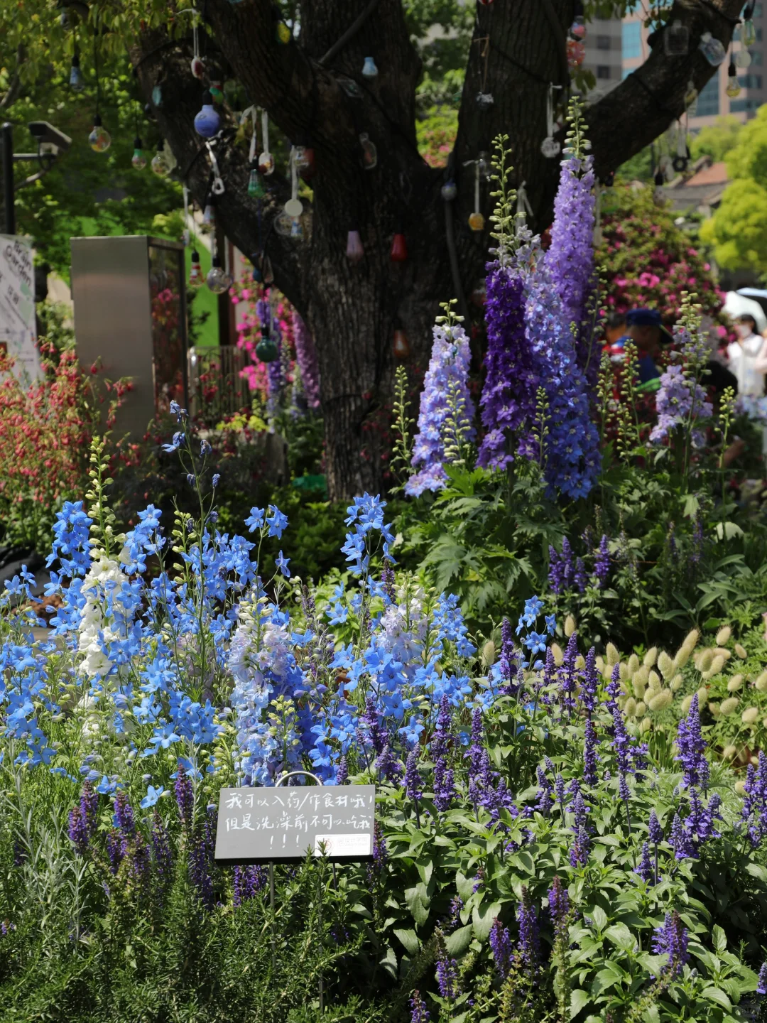嗲呀‼️新天地不愧是上海花展主会场?附攻略