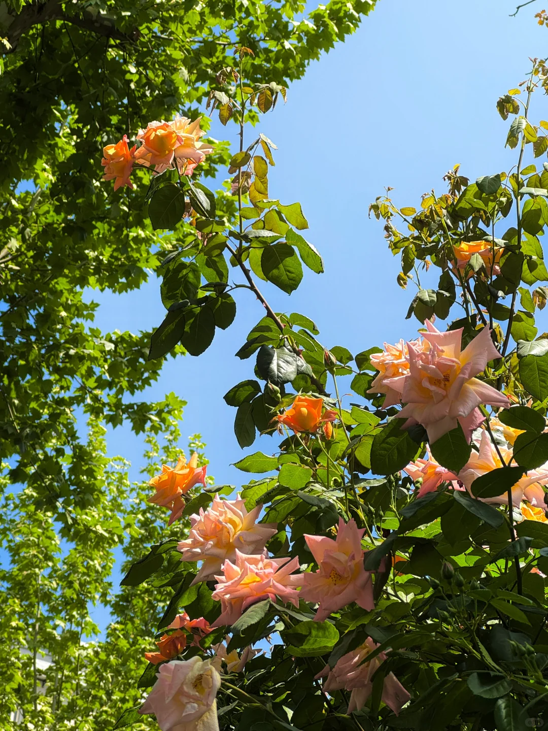 魔都看展|春日必看展?城市中心的莫奈花园