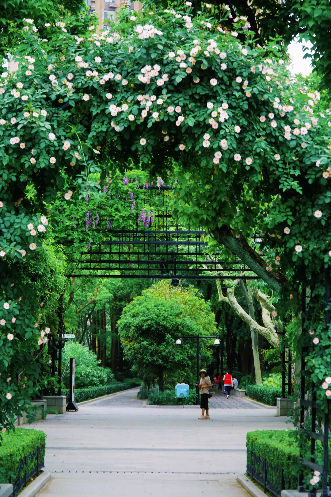 4.17花情实况播报?复兴公园花展全攻略！