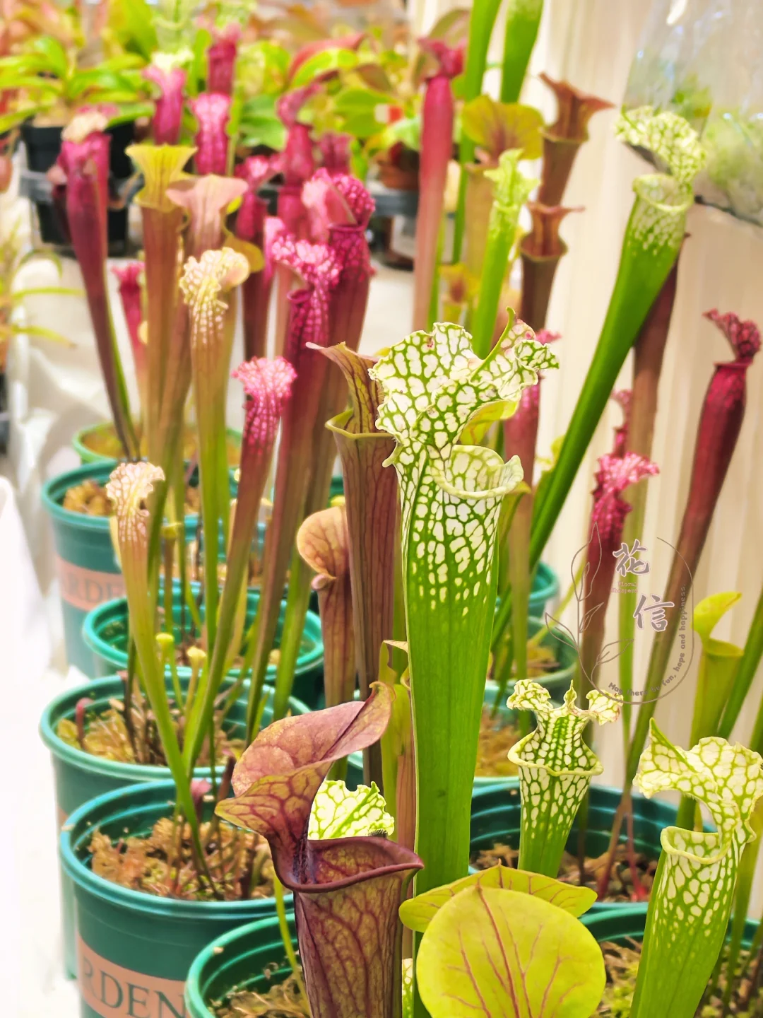 第27届国际花卉园艺博览会，变化还是明显的