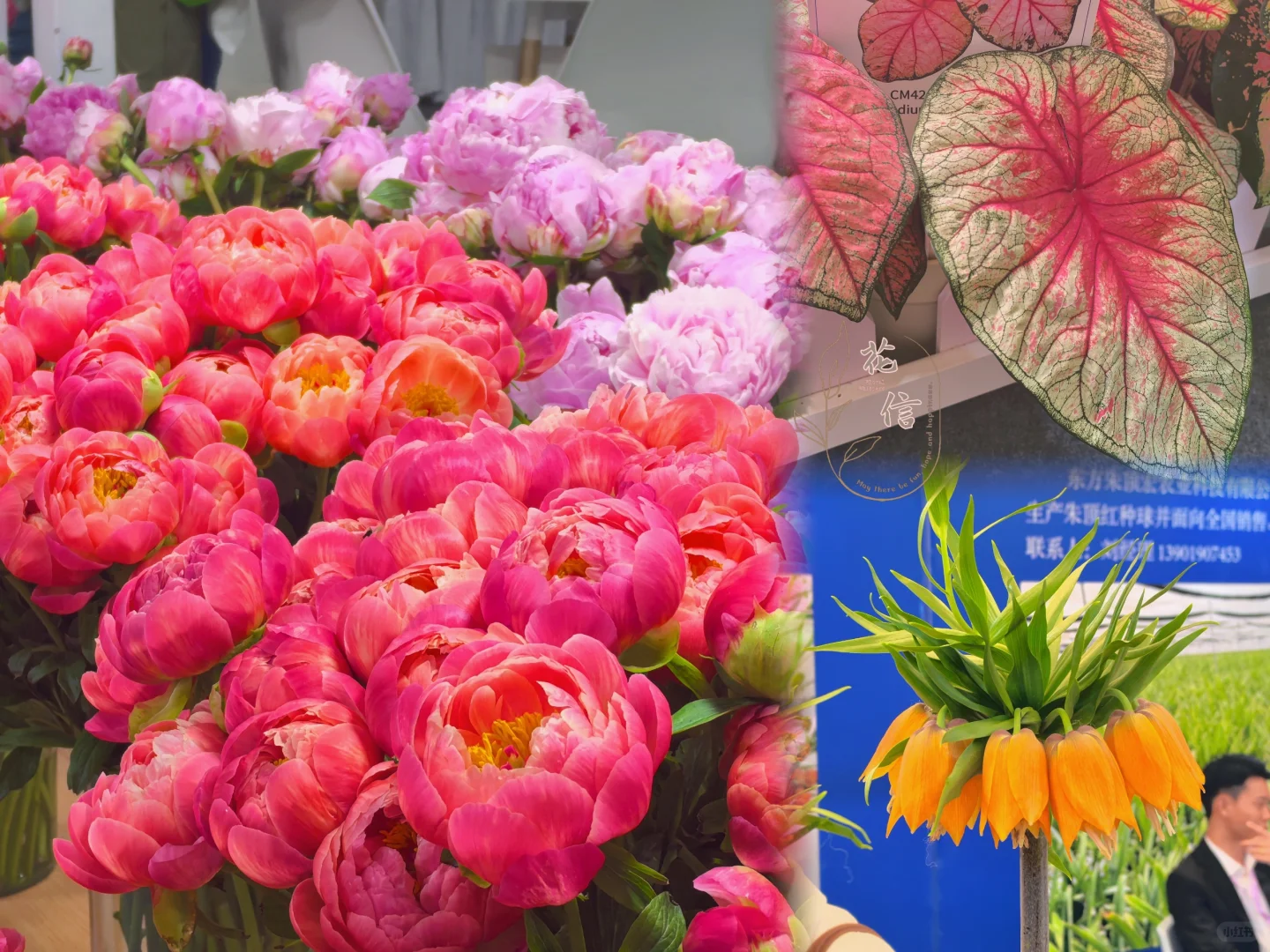 第27届国际花卉园艺博览会，变化还是明显的