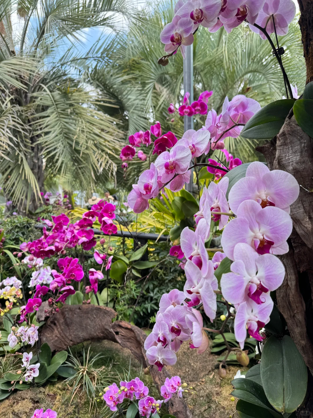植物届的爱马仕！来对啦！昆明植物园兰花展