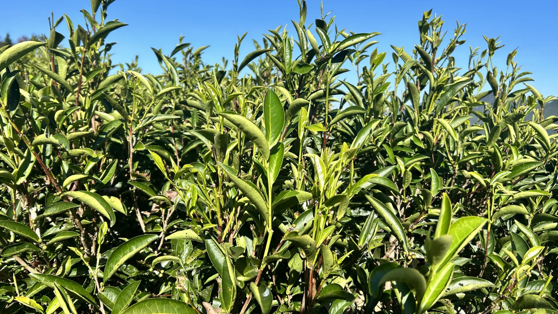 诚聘外贸业务员（出国+展会）‼️‼️