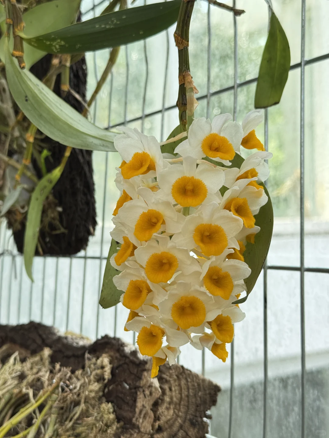 植物届的爱马仕！来对啦！昆明植物园兰花展