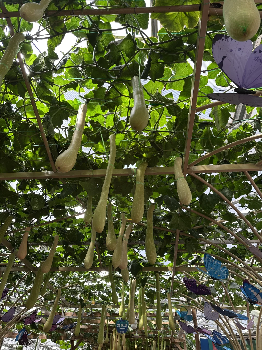 15年后再来菜博会，巨型南瓜见证我长大了