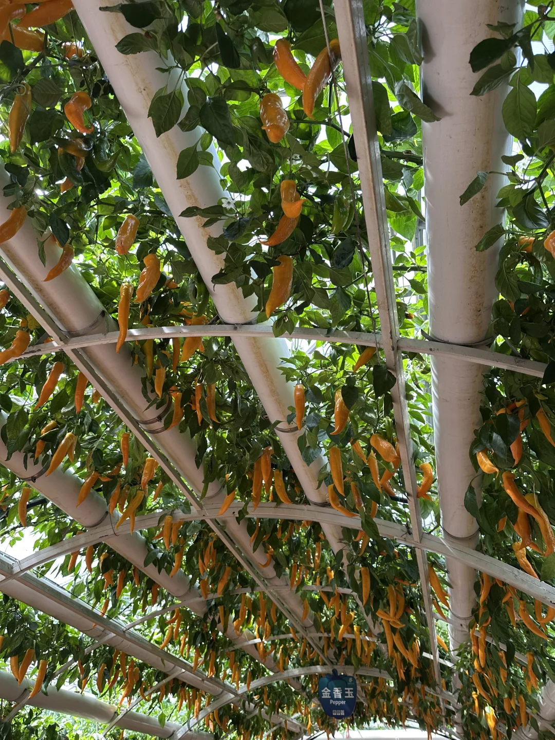 15年后再来菜博会，巨型南瓜见证我长大了