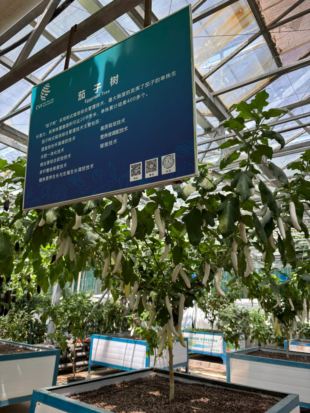 ?潍坊寿光蔬菜博览会保姆级攻略✅✅