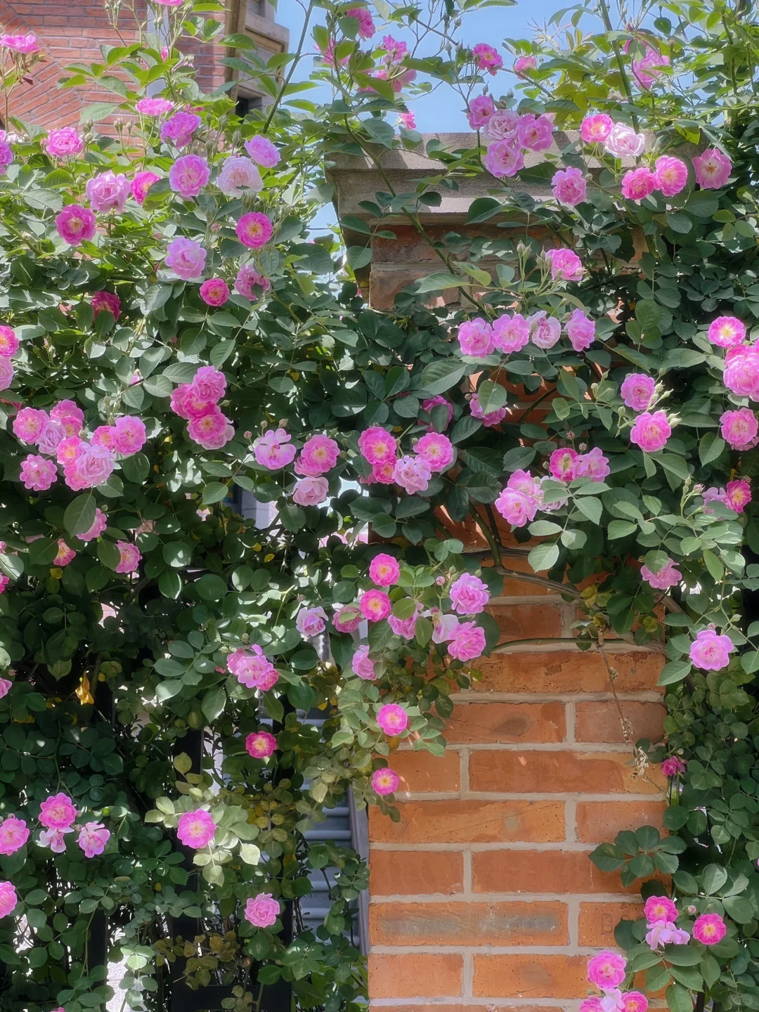 上海花展?蔷薇月季瀑布不许你错过！