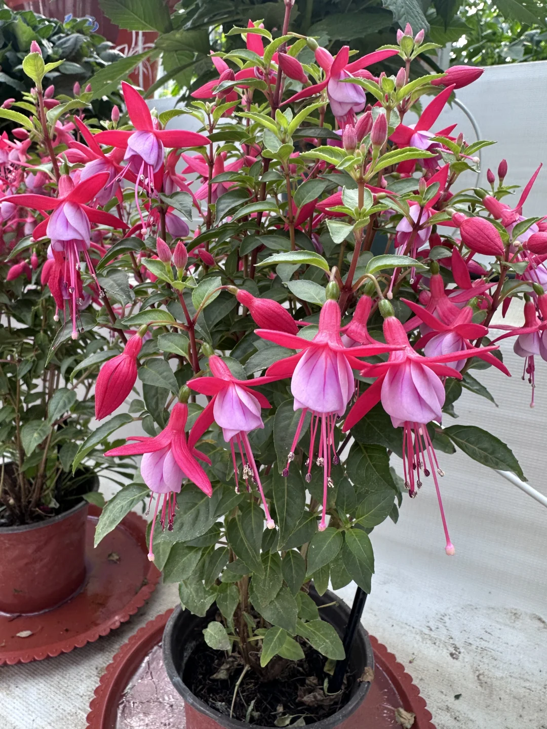 15年后再来菜博会，巨型南瓜见证我长大了