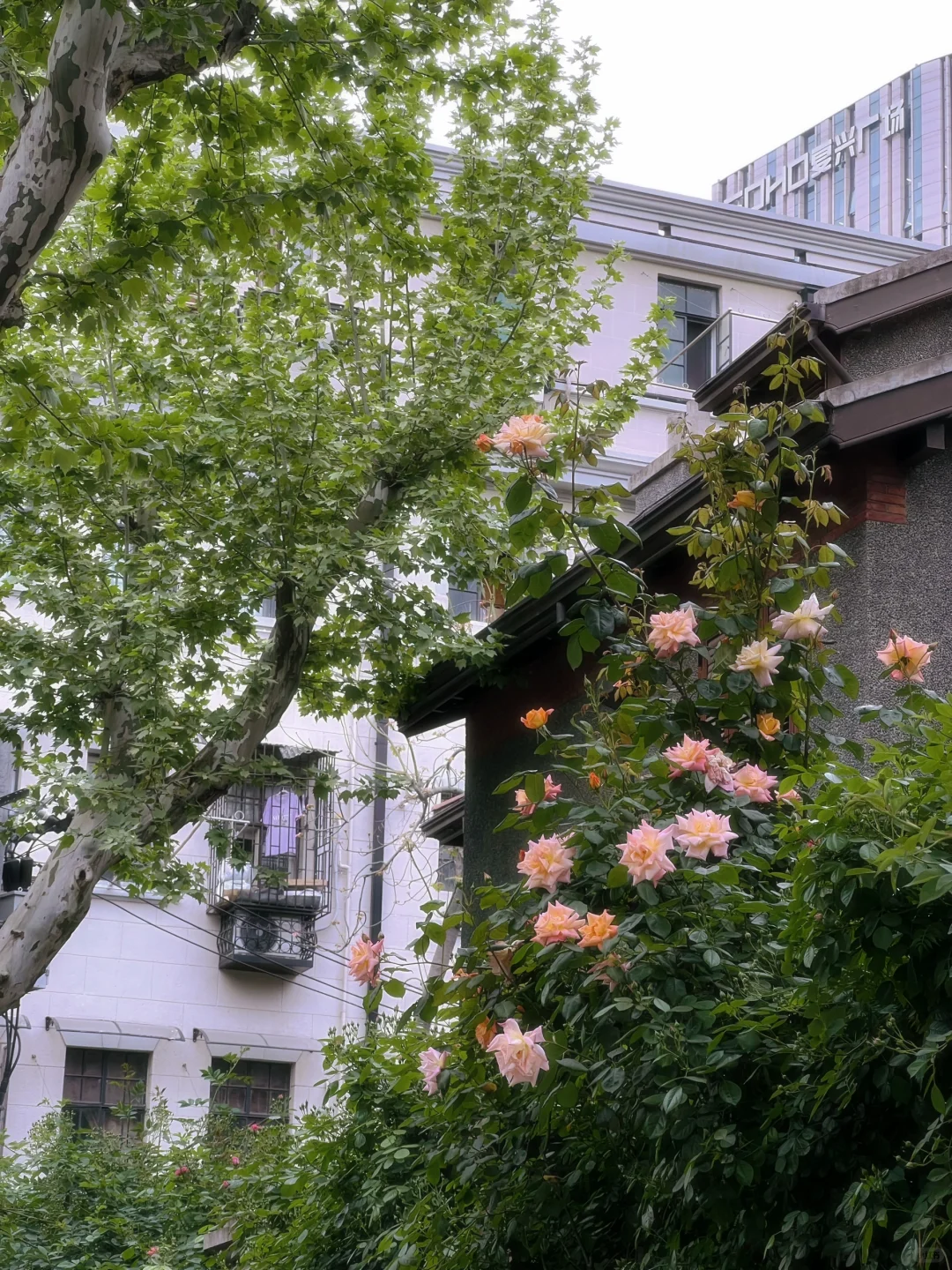 上海花展?蔷薇月季瀑布不许你错过！