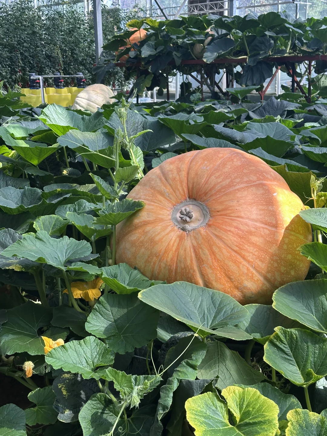 15年后再来菜博会，巨型南瓜见证我长大了