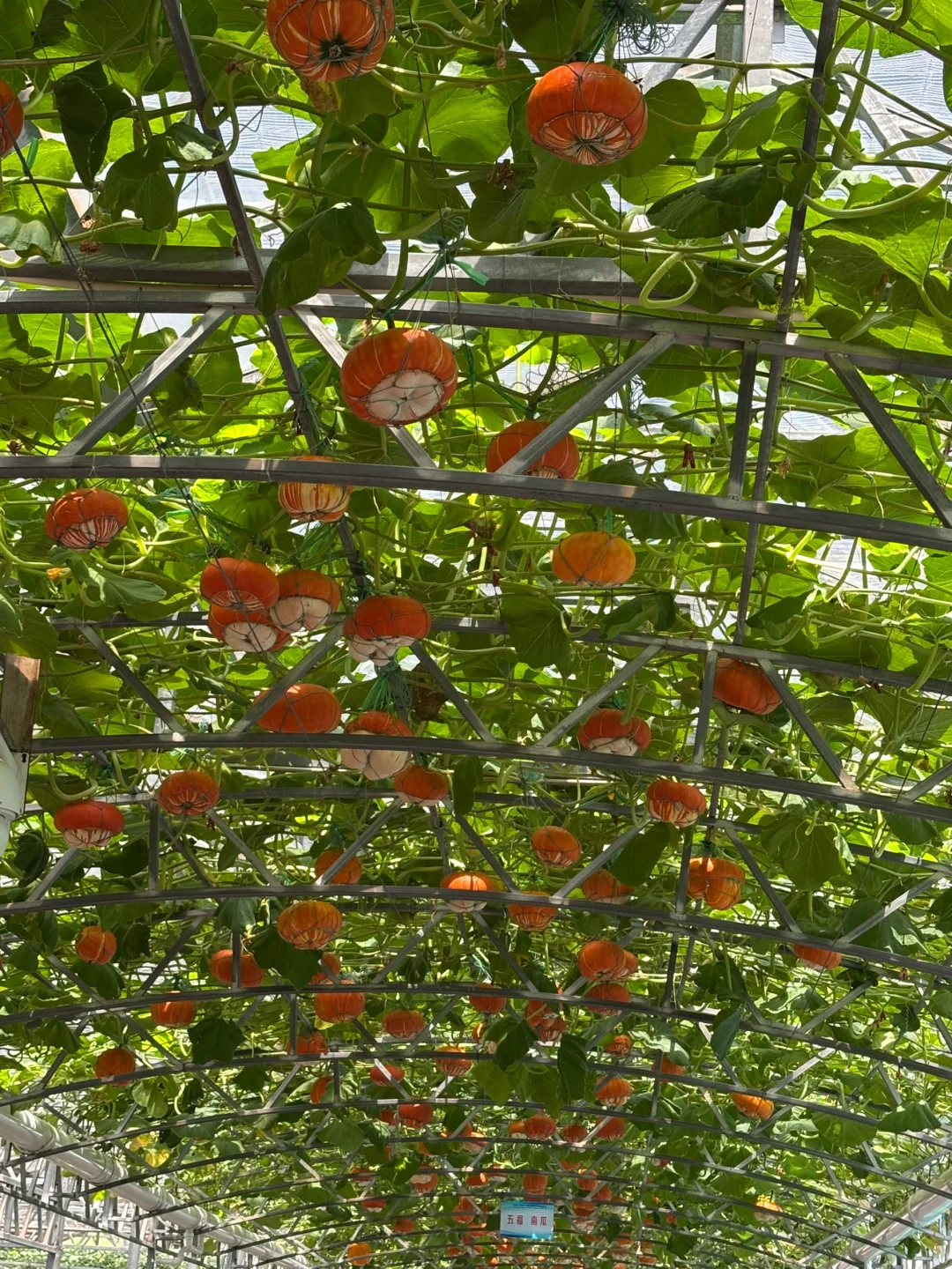 ?潍坊寿光蔬菜博览会保姆级攻略✅✅