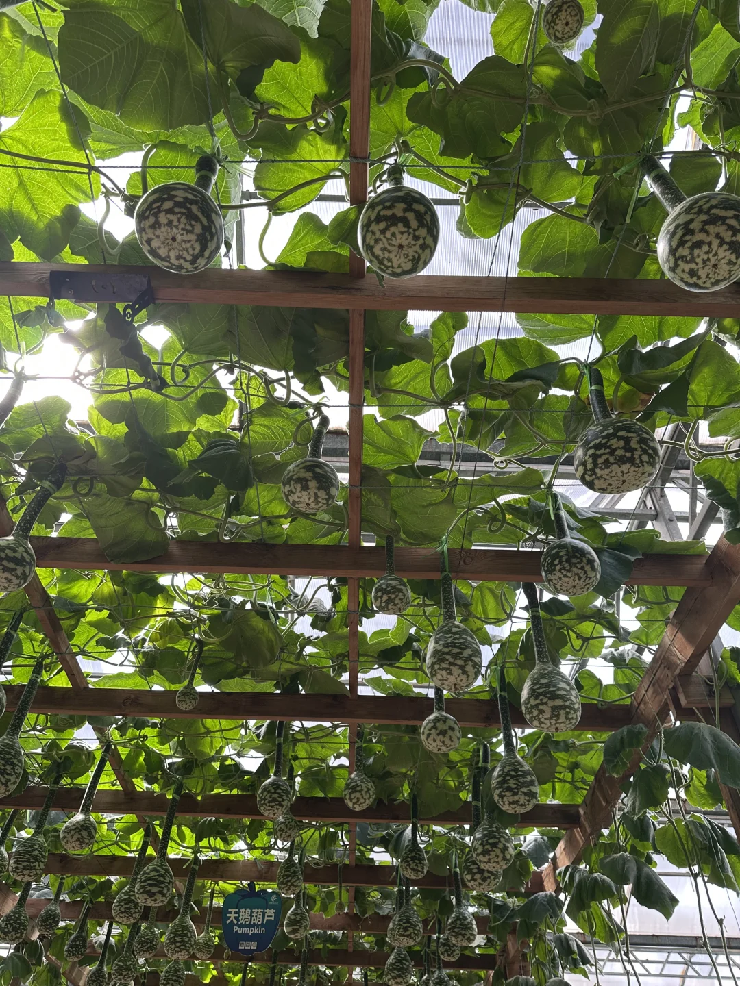 15年后再来菜博会，巨型南瓜见证我长大了