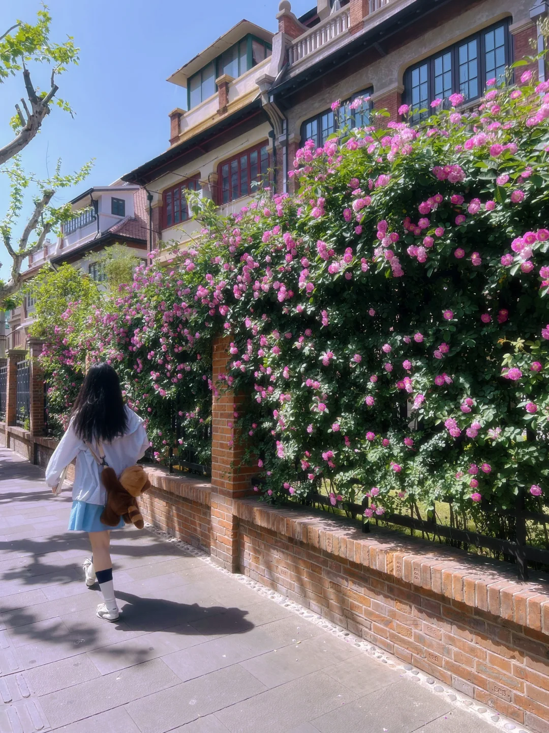 上海花展?蔷薇月季瀑布不许你错过！