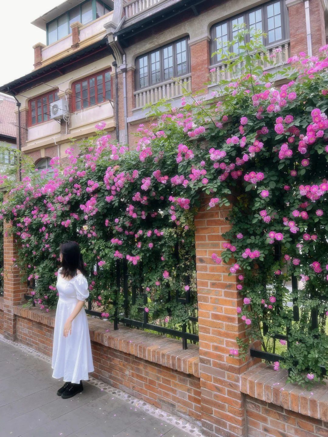 上海花展?蔷薇月季瀑布不许你错过！