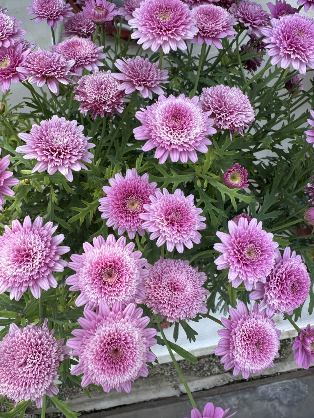 15年后再来菜博会，巨型南瓜见证我长大了