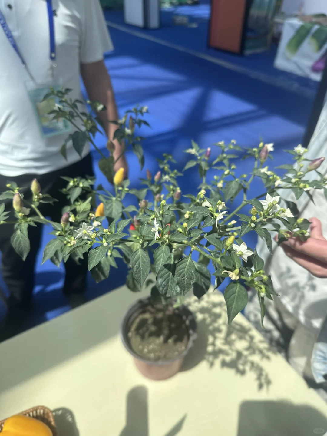 15年后再来菜博会，巨型南瓜见证我长大了