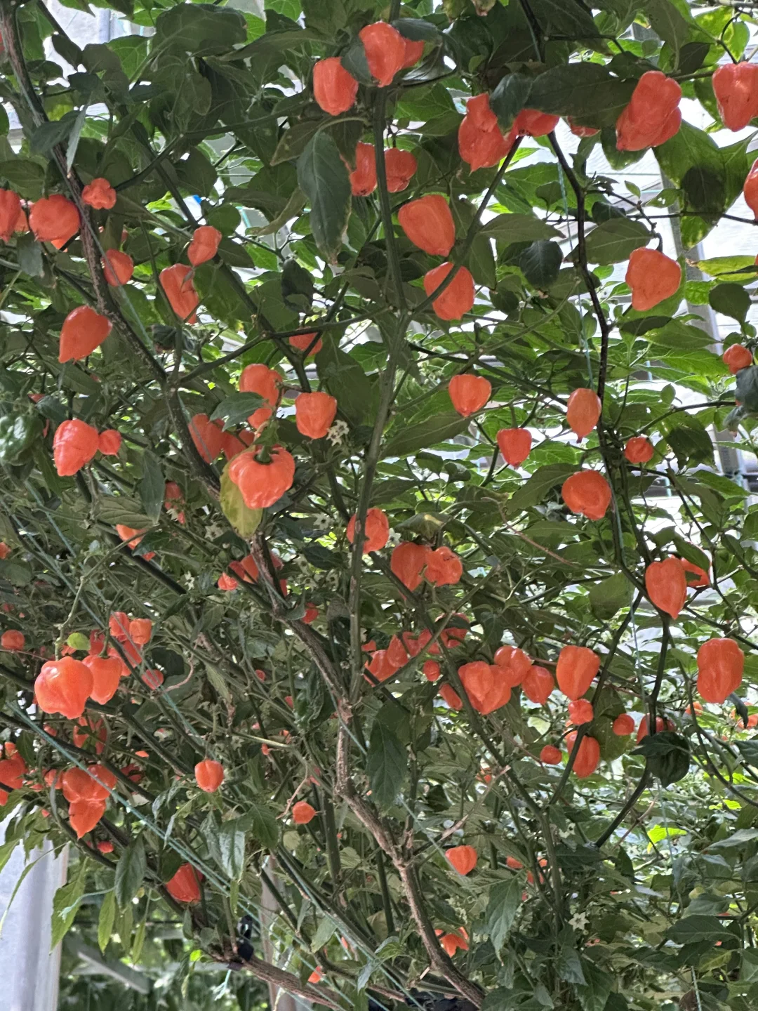 15年后再来菜博会，巨型南瓜见证我长大了