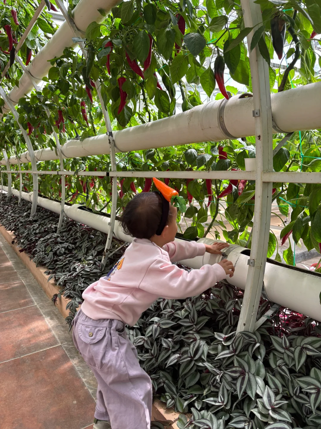 ?潍坊寿光蔬菜博览会保姆级攻略✅✅