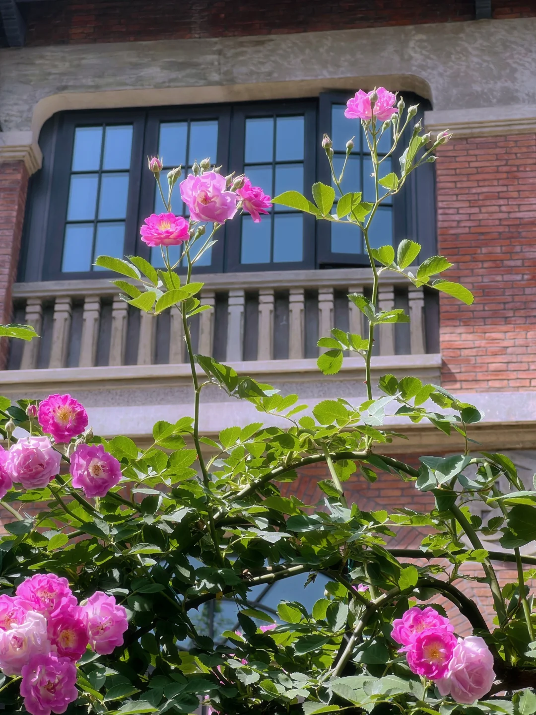 上海花展?蔷薇月季瀑布不许你错过！