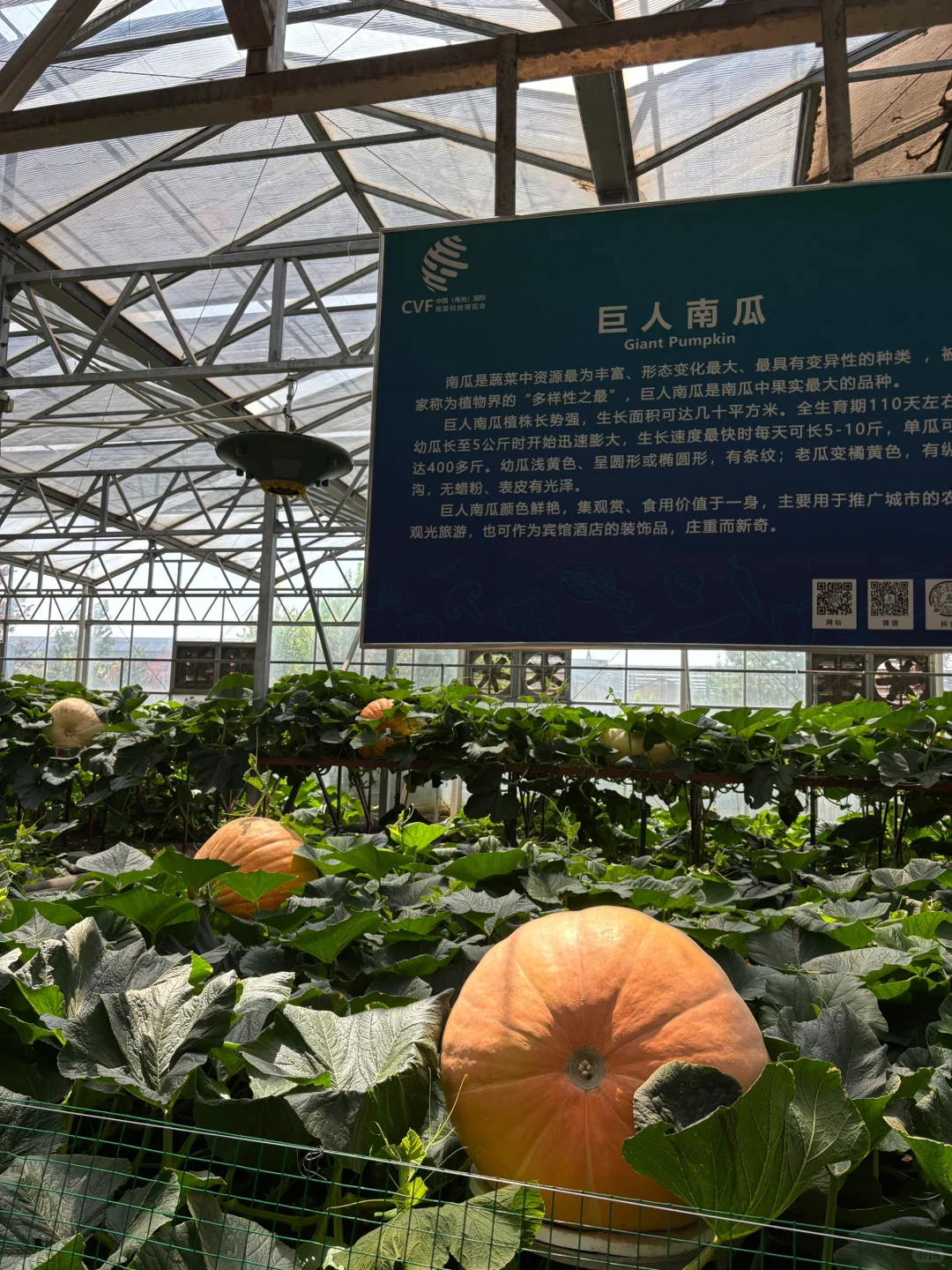 ?潍坊寿光蔬菜博览会保姆级攻略✅✅