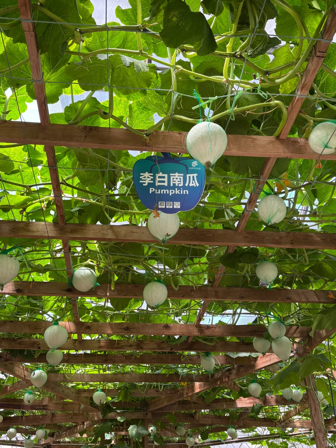 ?潍坊寿光蔬菜博览会保姆级攻略✅✅