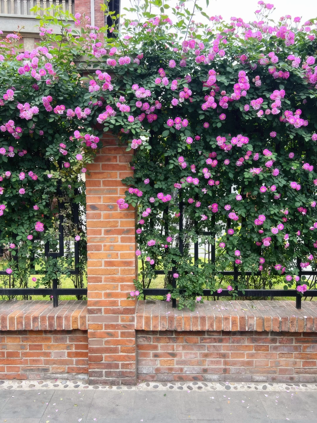 上海花展?蔷薇月季瀑布不许你错过！