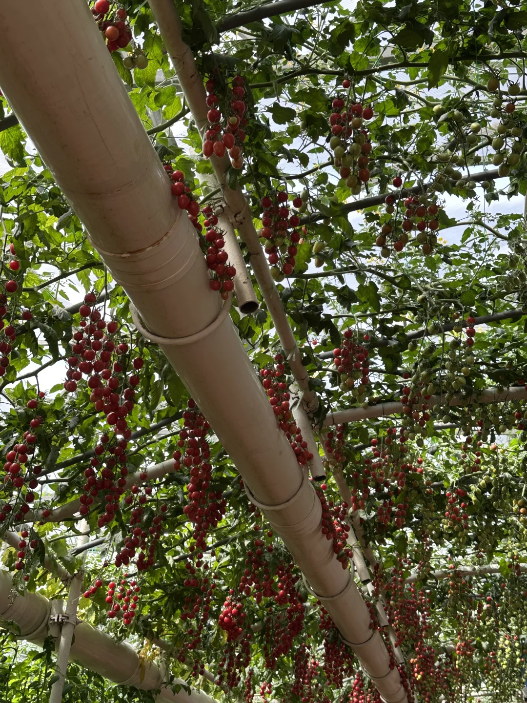 15年后再来菜博会，巨型南瓜见证我长大了