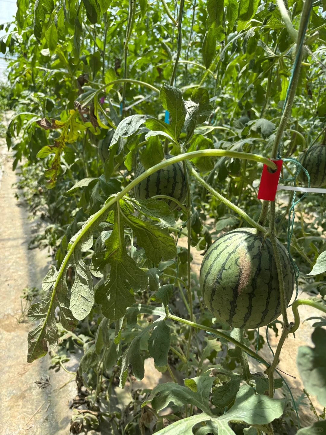 ?潍坊寿光蔬菜博览会保姆级攻略✅✅