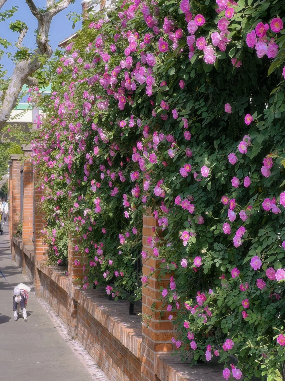 上海花展?蔷薇月季瀑布不许你错过！