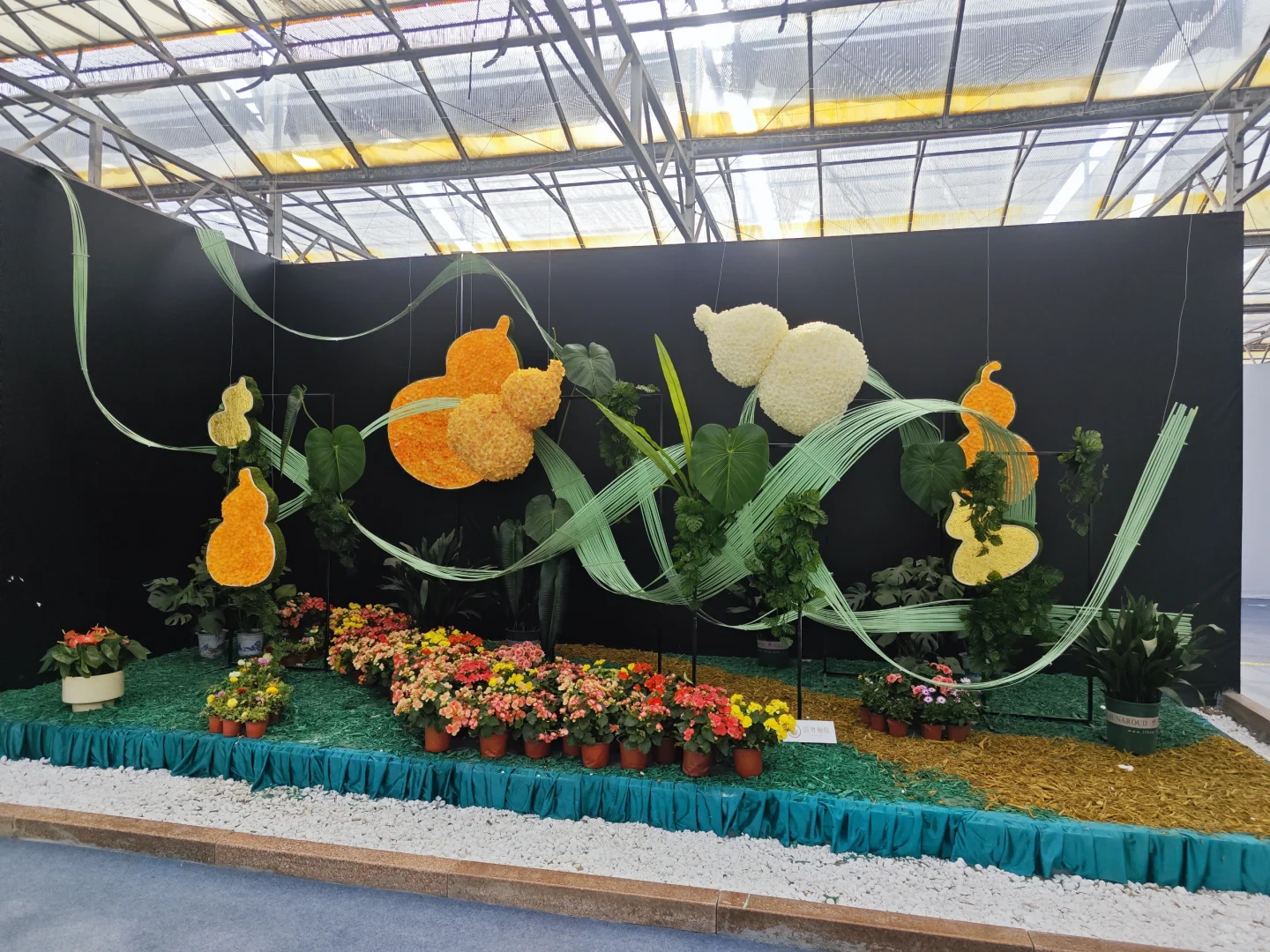 打卡寿光蔬菜博览会花卉馆篇