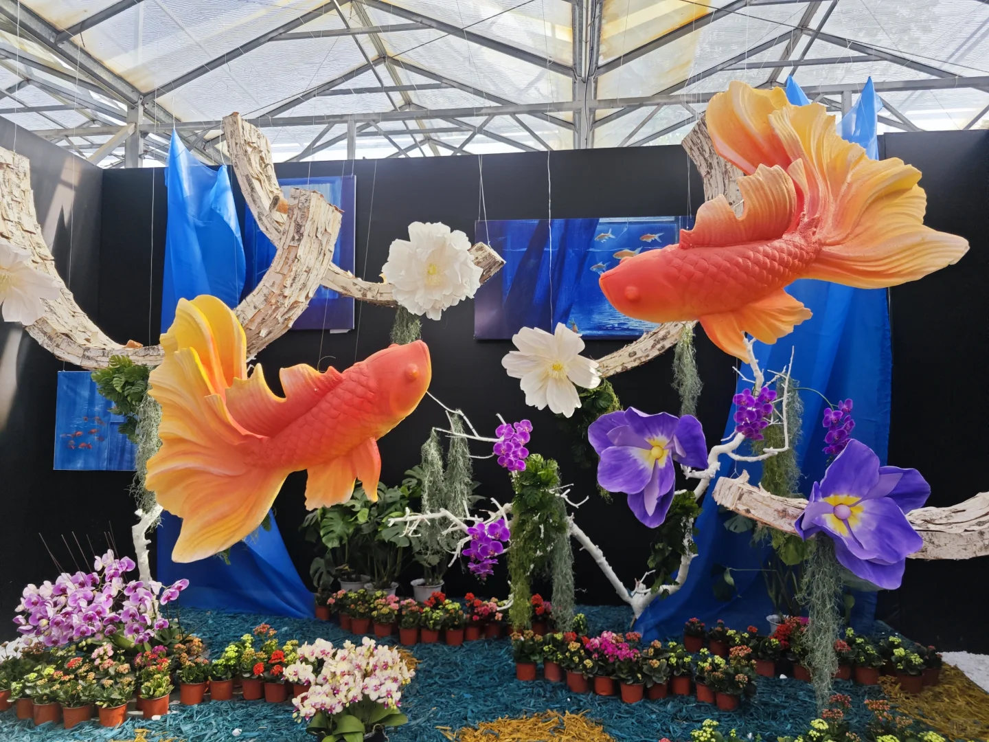 打卡寿光蔬菜博览会花卉馆篇