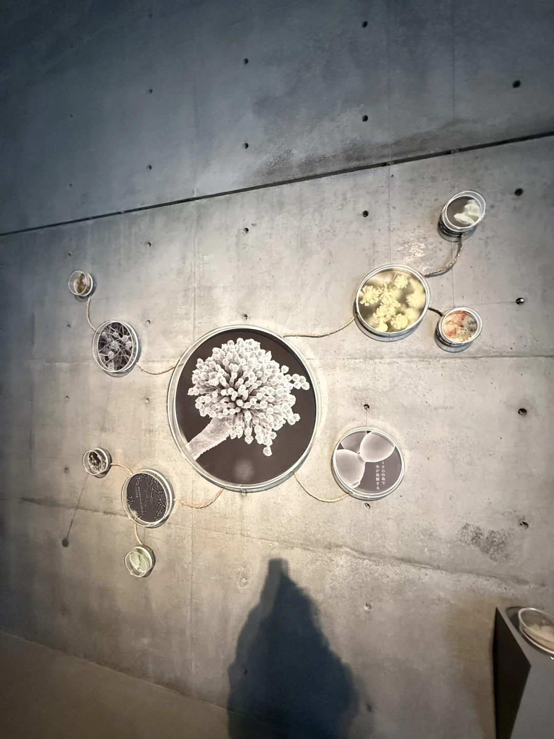 展览现场｜日本pooploop垃圾大便展?