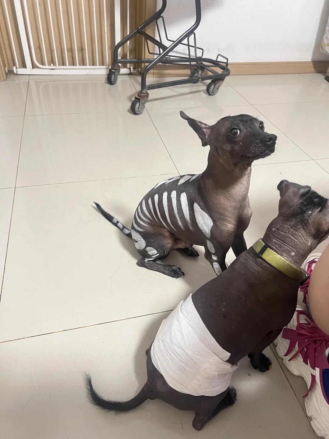 免费领取潮宠门票丨5月来广州潮宠展