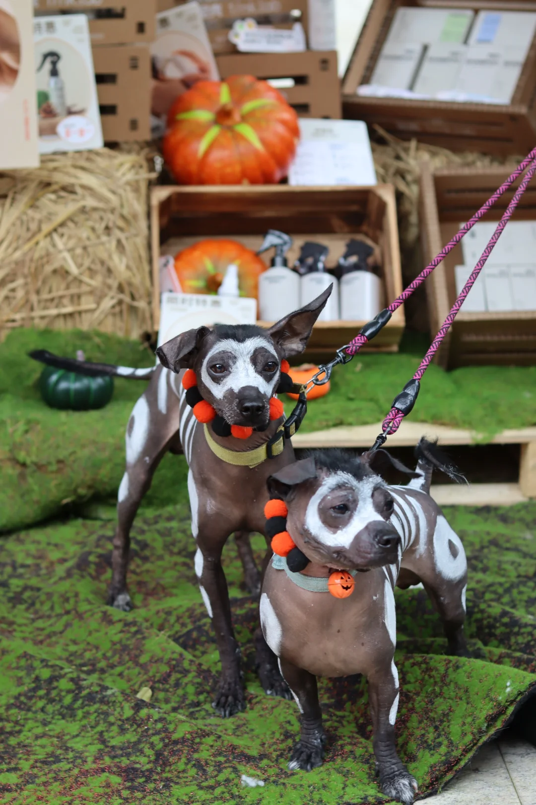 免费领取潮宠门票丨5月来广州潮宠展