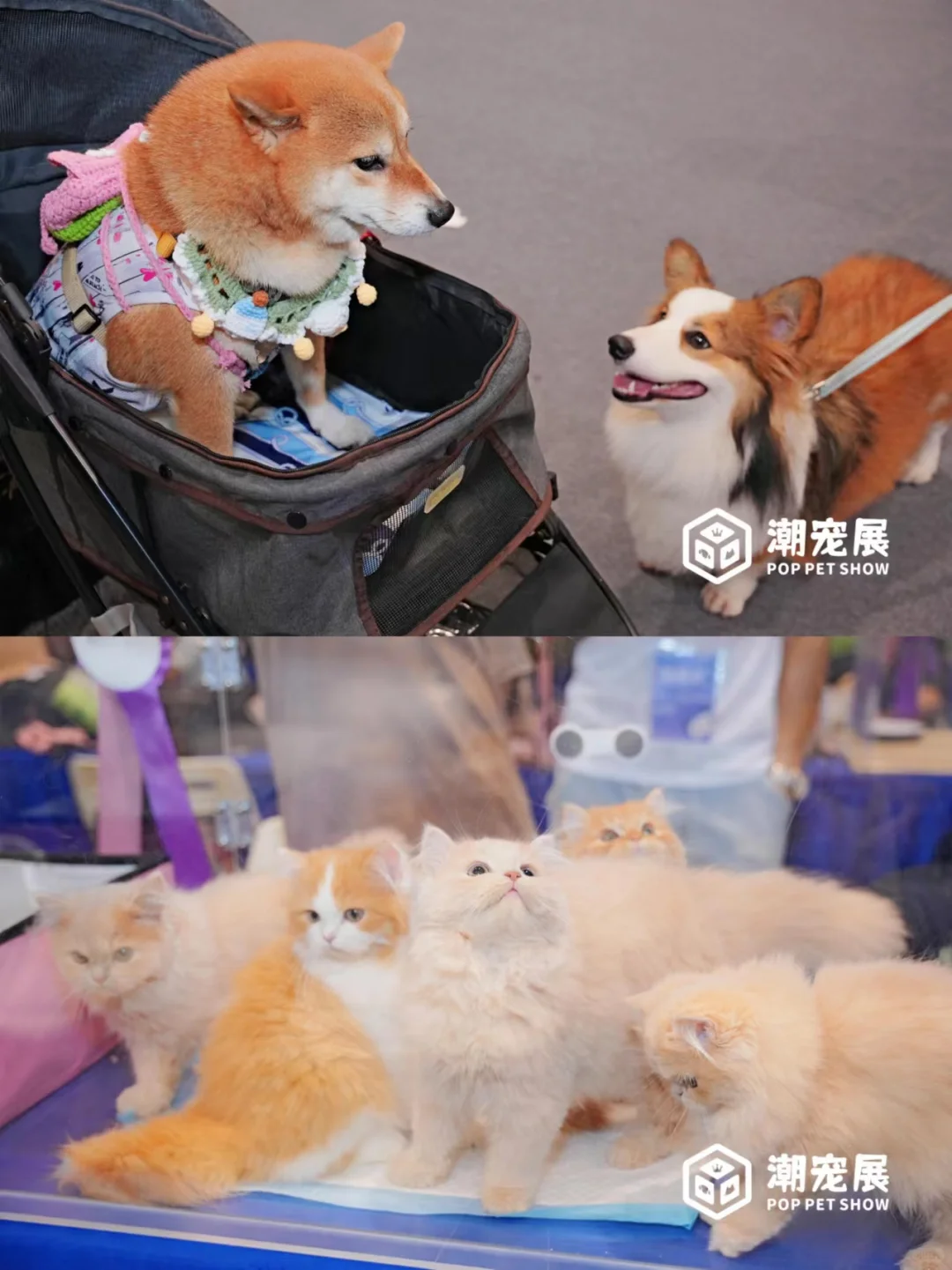 免费领取潮宠门票丨5月来广州潮宠展