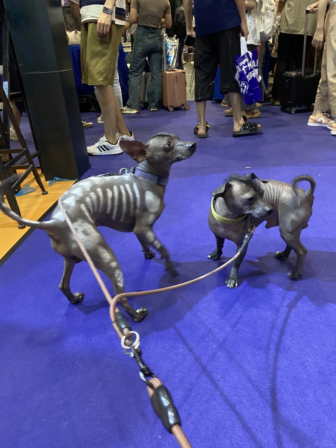 免费领取潮宠门票丨5月来广州潮宠展