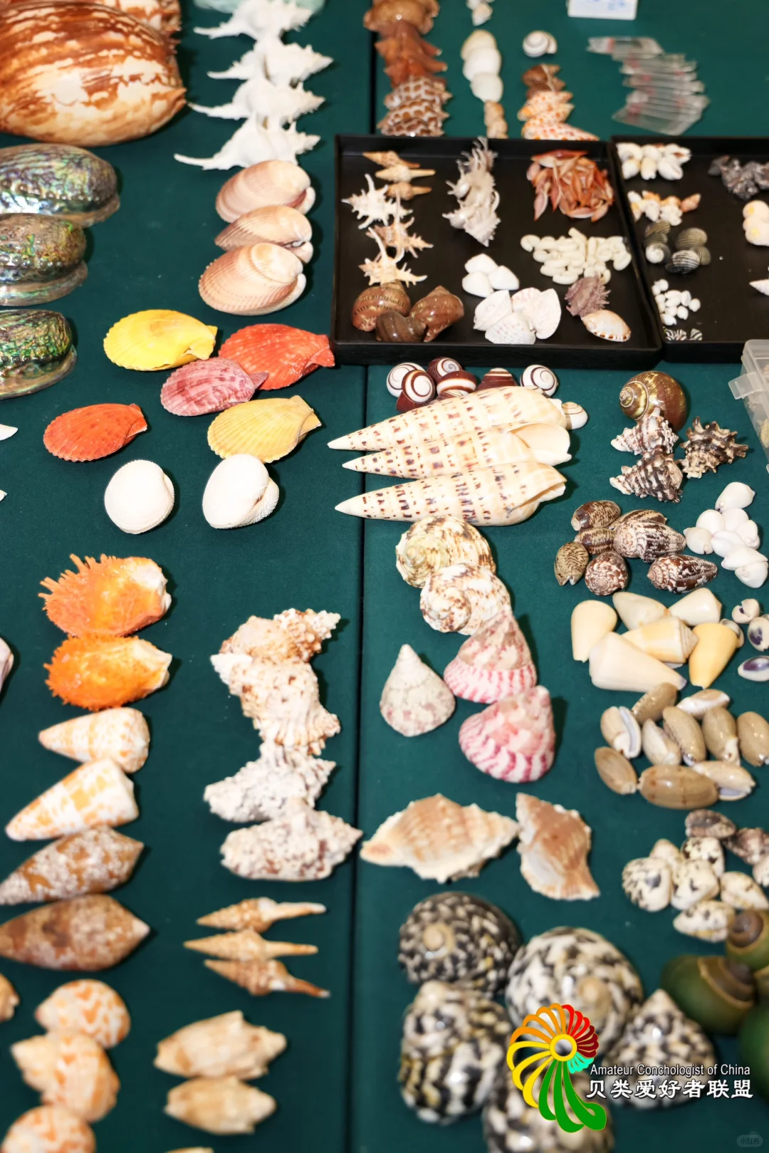 pku女大五一去哪玩？北京国际贝展来啦！?