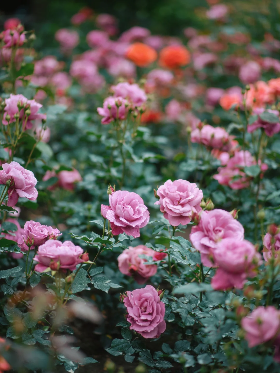 上海市中心的?玫瑰花园即将开启花海模式！！