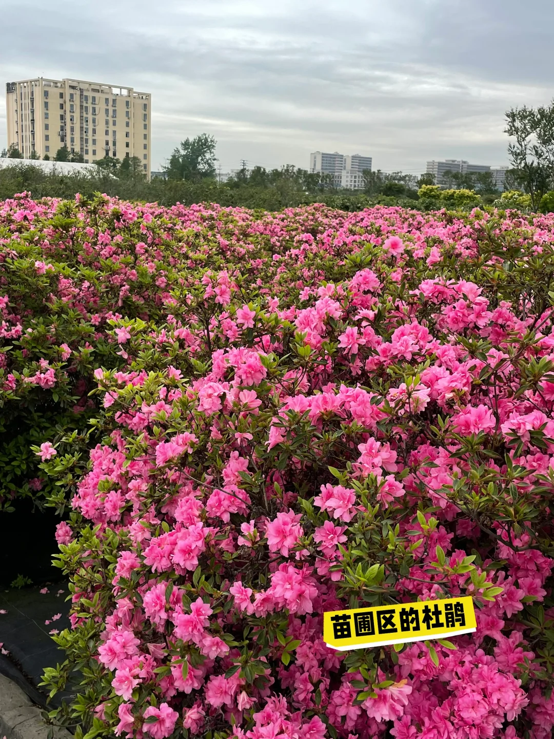 2025海宁世界花园大会｜第一天人就爆满了